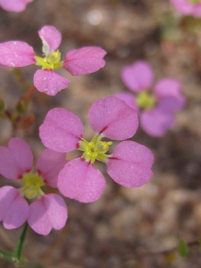 Levenhookia leptantha, photographed by Andrew Thornhill