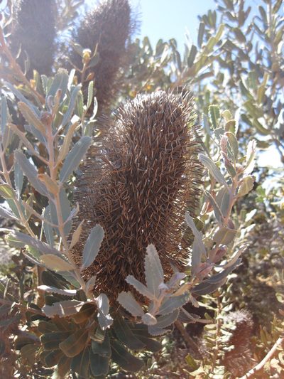 Banksia sceptrum, photographed by Andrew Thornhill