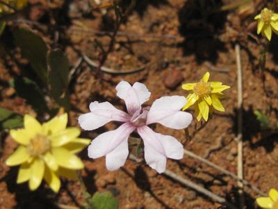 Goodenia rosea, photographed by Andrew Thornhill