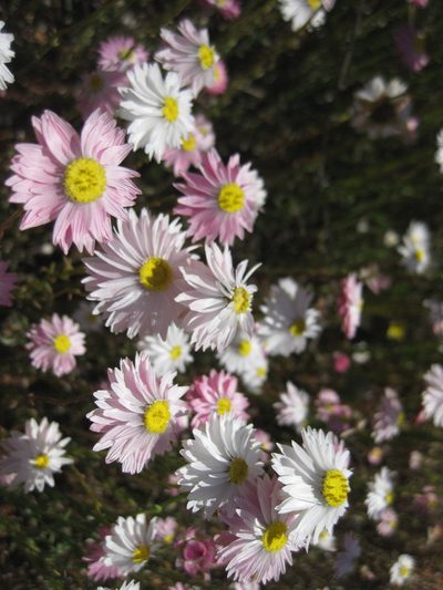 Rhodanthe chlorocephala, photographed by Andrew Thornhill