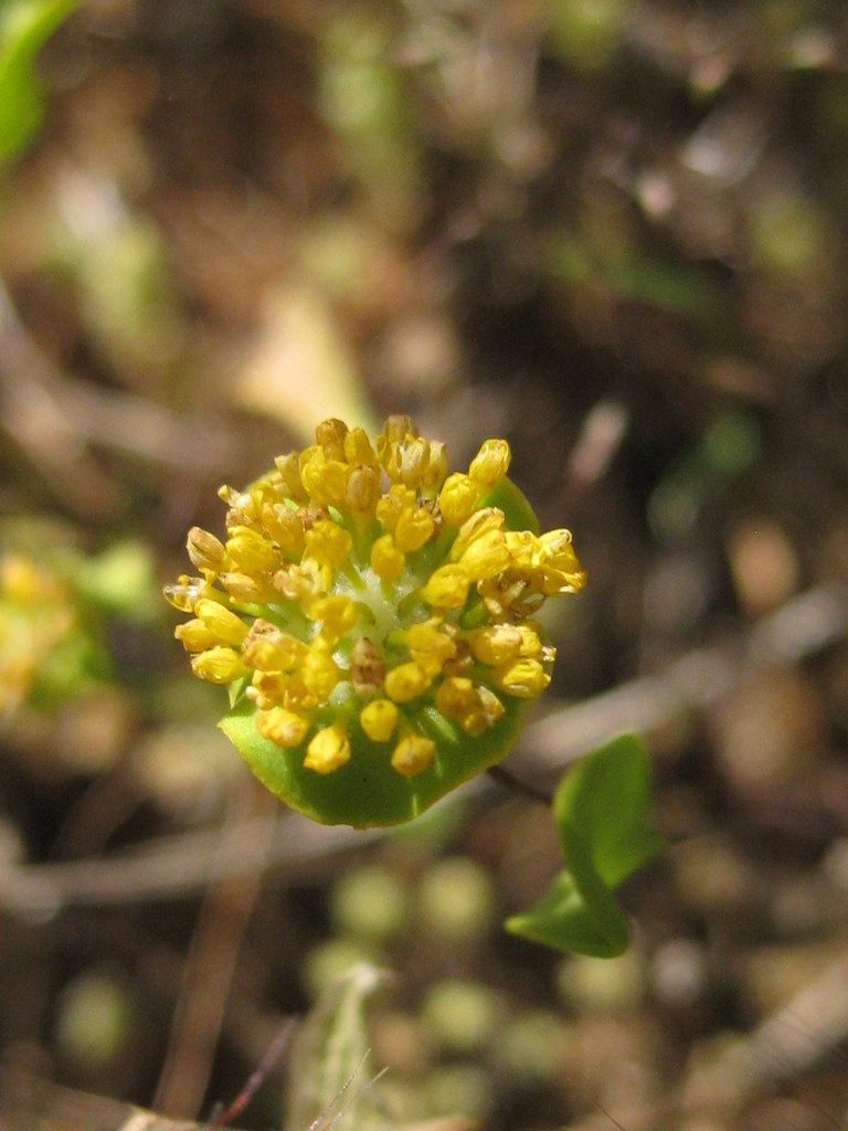 Dithyrostegia amplexicaulis, photographed by Andrew Thornhill