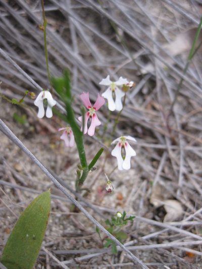 Stylidium androsaceum, photographed by Andrew Thornhill