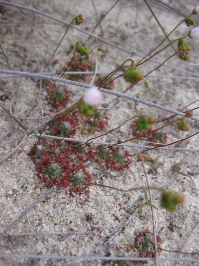 Drosera eneabba, photographed by Andrew Thornhill