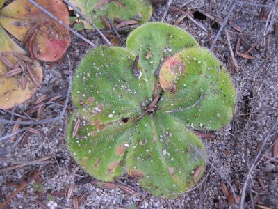 Drosera magna, photographed by Andrew Thornhill
