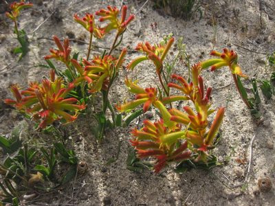 Anigozanthos humilis, photographed by Andrew Thornhill