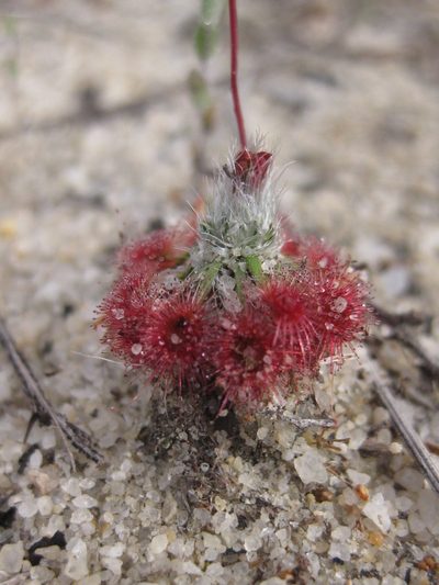 Drosera eneabba, photographed by Andrew Thornhill