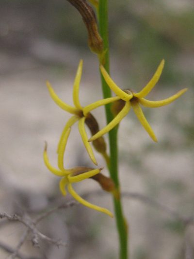 Tripterococcus brunonis, photographed by Andrew Thornhill