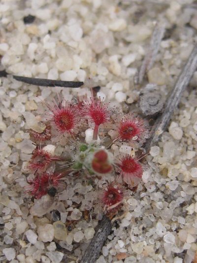 Drosera eneabba, photographed by Andrew Thornhill