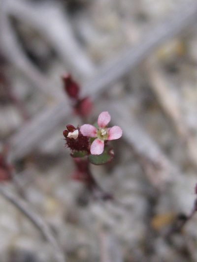 Levenhookia murfetii, photographed by Andrew Thornhill