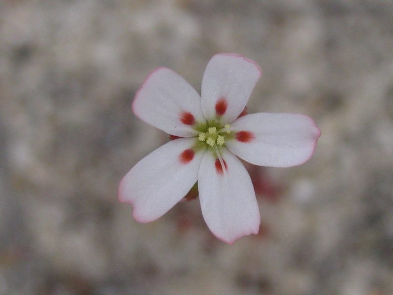 Drosera eneabba, photographed by Andrew Thornhill