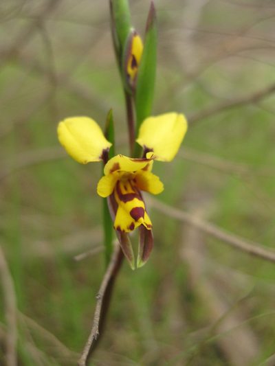 Diuris laxiflora, photographed by Andrew Thornhill
