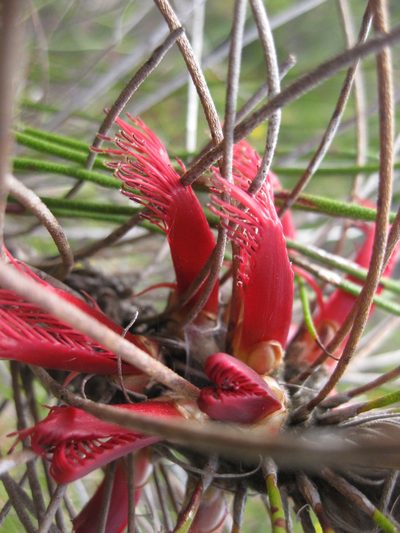 Melaleuca eriocarpa, photographed by Andrew Thornhill