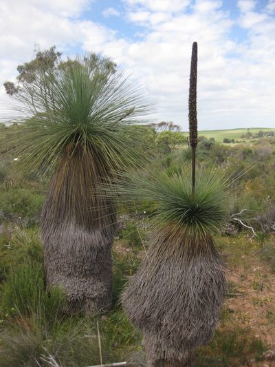 Xanthorrhoea drummondii, photographed by Andrew Thornhill