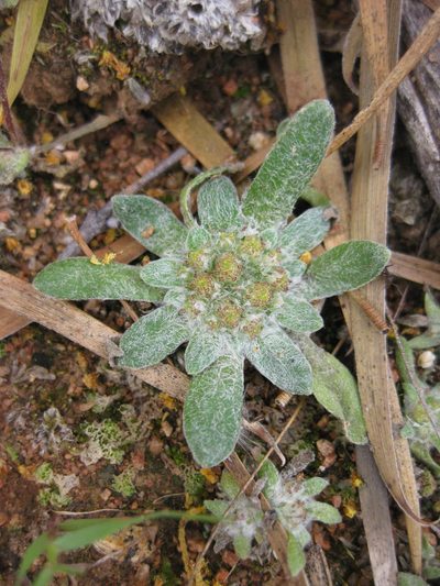Chthonocephalus pseudevax, photographed by Andrew Thornhill