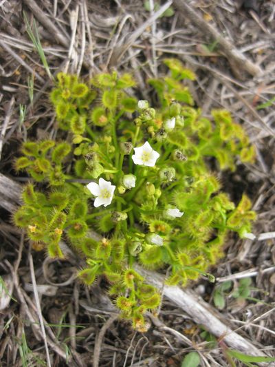 Drosera rupicola, photographed by Andrew Thornhill