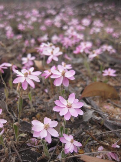 Schoenia cassiniana, photographed by Andrew Thornhill