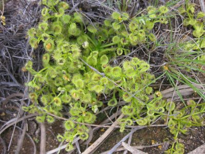 Drosera rupicola, photographed by Andrew Thornhill