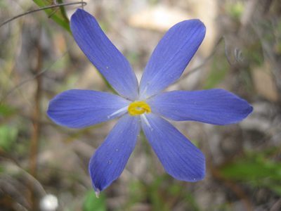 Orthrosanthus laxus, photographed by Andrew Thornhill