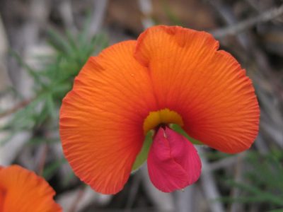 Gompholobium polymorphum, photographed by Andrew Thornhill