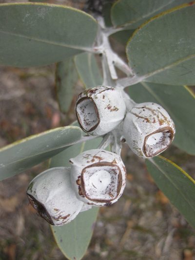 Eucalyptus pleurocarpa, photographed by Andrew Thornhill