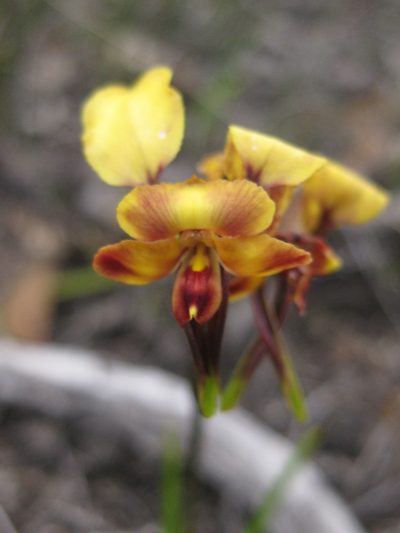 Diuris brachyscapa, photographed by Andrew Thornhill
