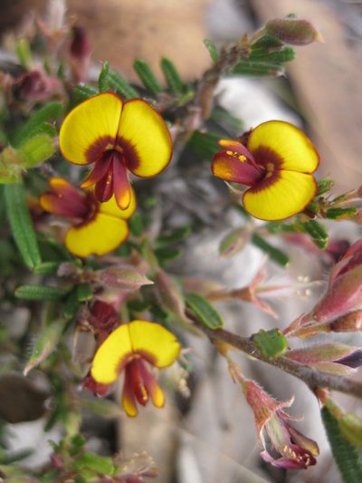 Bossiaea eriocarpa, photographed by Andrew Thornhill