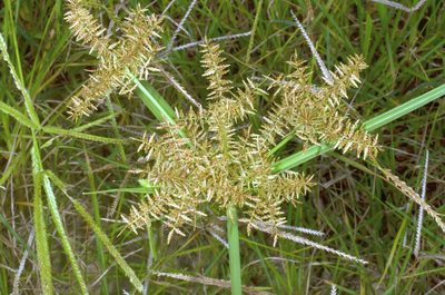 Cyperus pilosus, photographed by Eugene Popov