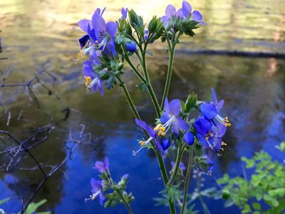Polemonium occidentale, photographed by Hydrocycler (Elizabeth Dougherty)