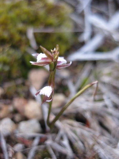 Prasophyllum brevilabre, photographed by Andrew Thornhill