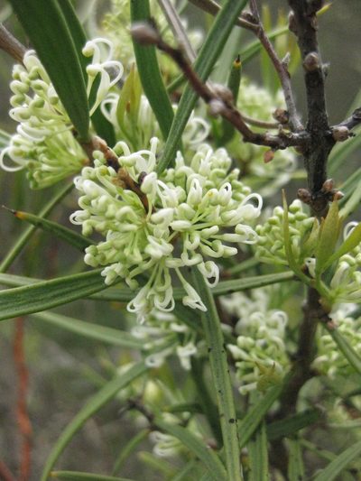 Hakea eriantha, photographed by Andrew Thornhill