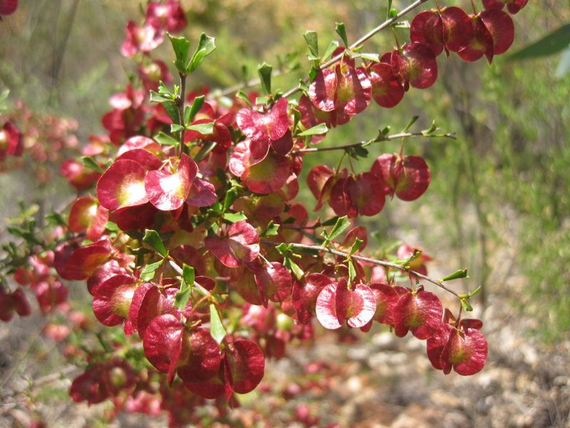Dodonaea peduncularis, photographed by Andrew Thornhill