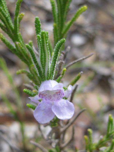 Chloanthes parviflora, photographed by Andrew Thornhill