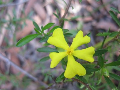 Hibbertia linearis, photographed by Andrew Thornhill