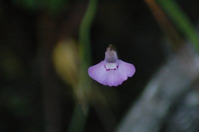 Utricularia uniflora, photographed by Andrew Thornhill