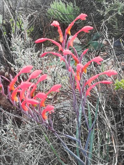 Gladiolus saccatus, photographed by Noeleen du Toit
