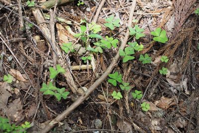 Oxalis nipponica, photographed by harum.koh