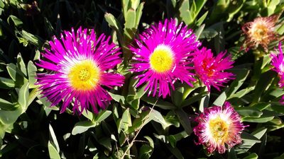 Carpobrotus quadrifidus, photographed by Ian Webb