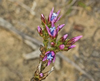 Andersonia caerulea, photographed by Tony Eales