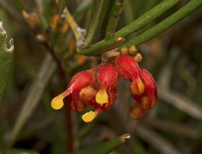Grevillea fasciculata, photographed by Tony Eales