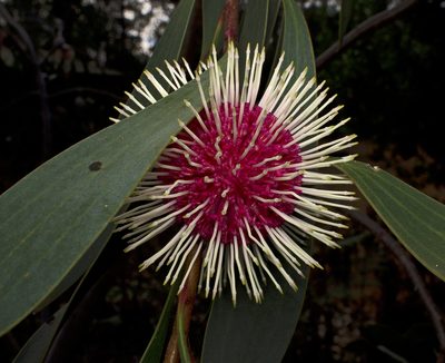 Hakea laurina, photographed by Tony Eales
