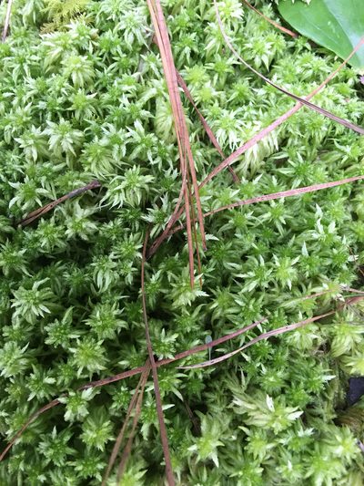 Sphagnum lescurii, photographed by Alan Weakley