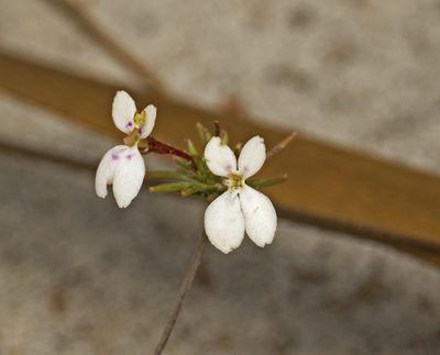 Stylidium repens, photographed by Tony Eales
