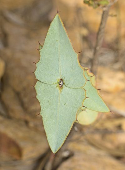 Gastrolobium spinosum, photographed by Tony Eales
