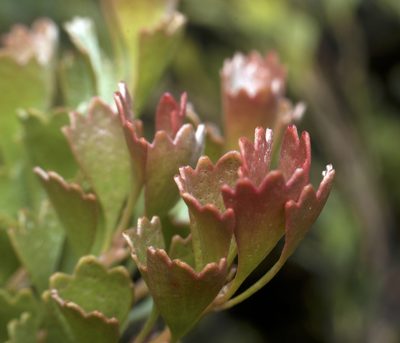 Adenanthos cuneatus, photographed by Tony Eales
