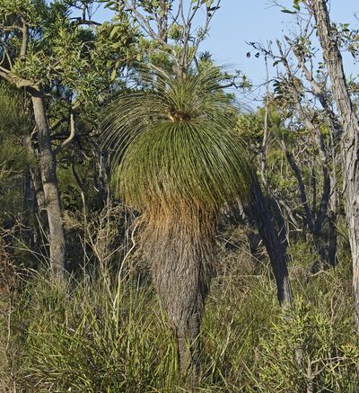 Kingia australis, photographed by Tony Eales