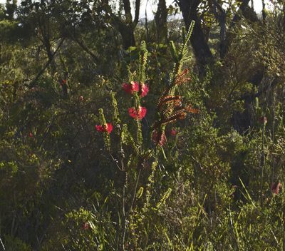 Melaleuca sparsa, photographed by Tony Eales