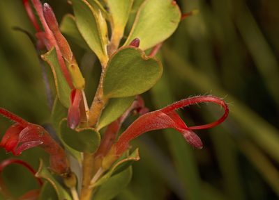 Adenanthos obovatus, photographed by Tony Eales