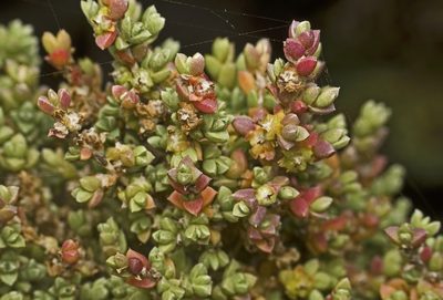 Maireana oppositifolia, photographed by Tony Eales