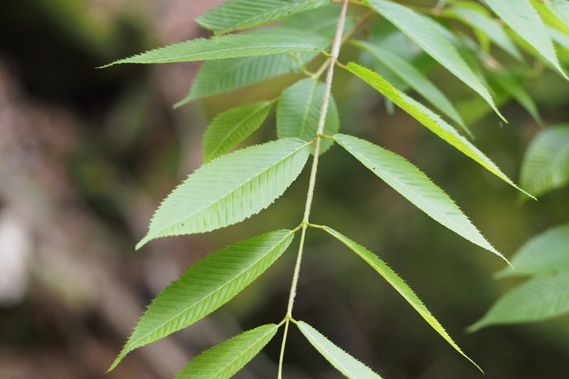 Acer carpinifolium, photographed by harum.koh