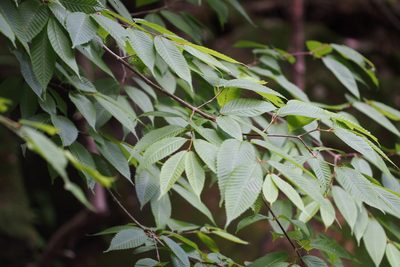 Acer carpinifolium, photographed by harum.koh